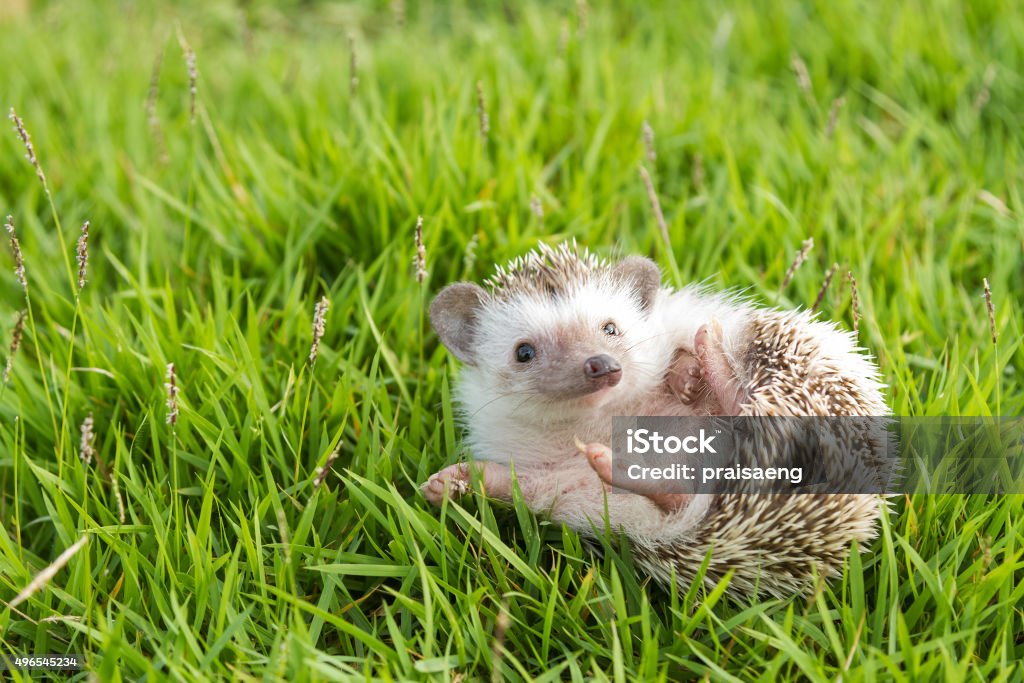 Hedgehog in the garden , African pygmy hedgehog Hedgehog Stock Photo