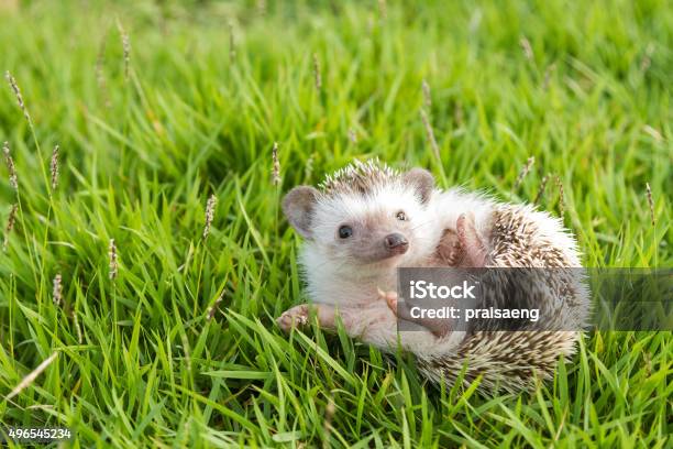 Hedgehog In The Garden African Pygmy Hedgehog Stock Photo - Download Image Now - Hedgehog, Cute, Young Animal