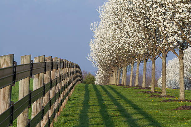 istock Blooming dogwood trees and fence 496545366