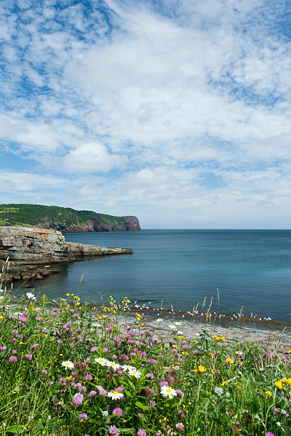 istock St John's Peninsula in Newfoundland and Labrador, Canada 496545750