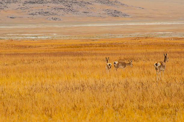 The Pronghorn (Antilocapra americana) is a species of artiodactyl (even-toed, hoofed) mammal native to interior western and central North America. Although it is commonly thought of and called an antelope it is not a true antelope.  The pronghorn is the only surviving member of the Antilocapridae family and has been in North America for over a million years. The pronghorn has a similar body shape to a deer but stockier and shorter legged.  Both males and females grow horns but the male horns are larger.  The horns are shed each year as the new horns grow from underneath.  The pronghorn weighs between 90 and 120 pounds and stands about 3 1/2 feet tall at the shoulder.  It has a tan to reddish brown body with white markings throughout.  The pronghorn is the fastest land mammal in the Western Hemisphere.  Its great speed enables the pronghorn to outrun most predators.  Pronghorns are migratory herd animals.  Their migration routes have been threatened by fencing and fragmentation of their habitat.  Pronghorns cannot jump over traditional barb wire fences like deer and elk can.  They try to pass underneath and sometimes get caught in the fencing.  Newer types of fencing have plastic pipe under the bottom strands which allows the animals to pass through.  Pronghorns are quite numerous and in some areas like Wyoming and northern Colorado the pronghorn population at times has exceeded the human population.  This pronghorn was photographed on Antelope Ridge in the National Bison Range near Charlo, Montana, USA.