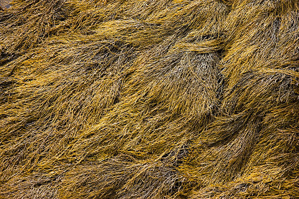 Seaweed exposed on the rocks at low tide. Rockweed is a type of common brown algae. Also known as Ascophyllum nodosum (Norwegian Kelp). 