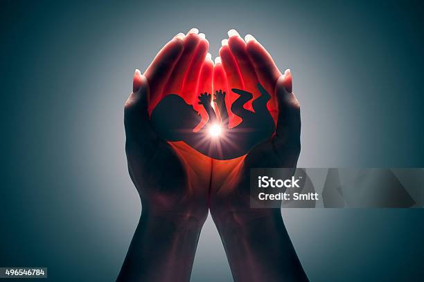 Embryo Stock Photo - Download Image Now - 2015, Adult, Artificial