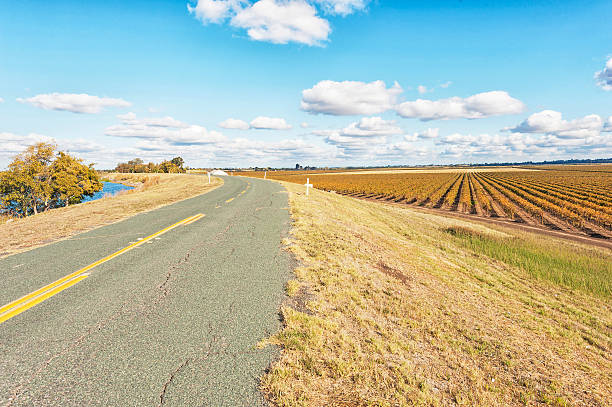 istock Vineyard along the Sacramento River Delta 496546896