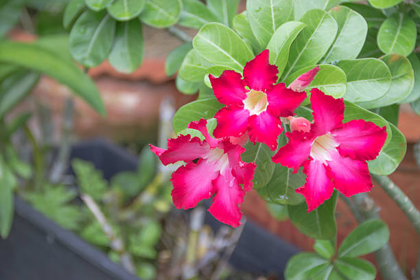 istock Pink Desert Rose or Impala Lily or Mock Azalea flower 496546970