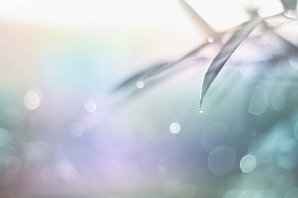 istock Natural bokeh from bamboo leaf, abstract and soft color style 496546980