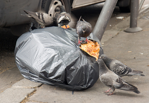 Pigeons feed on the garbage on the street