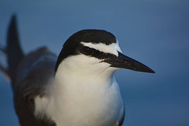 sooty крачка - sooty tern стоковые фото и изображения