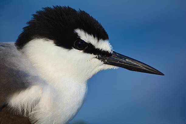 птица головы профиль - sooty tern стоковые фото и изображения