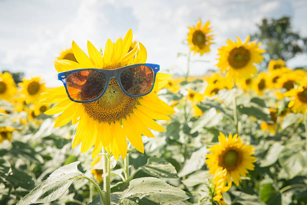 istock sunflower wear sunglasses 496552584