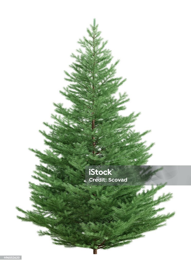 Fir tree isolated over white 3d rendering Christmas fir tree isolated over white 3d rendering Pine Tree Stock Photo