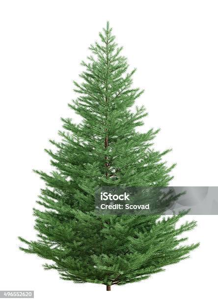 Fir Tree Isolated Over White 3d Rendering Stock Photo - Download Image Now - Pine Tree, White Background, Fir Tree