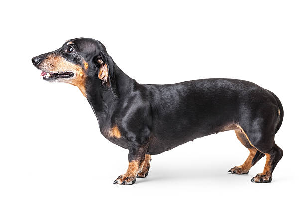 istock Close-up of Dachshund isolated on white background 496552908