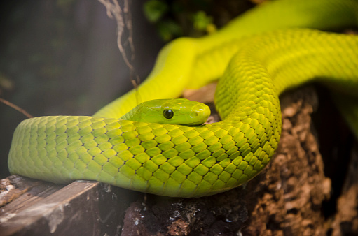 Green Mamba