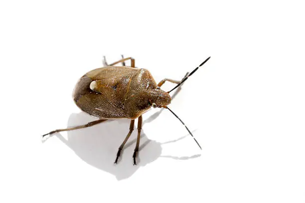 Macro bug isolated Picromerus bidens