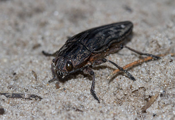 istock Buprestidae crawling on Pessoa in a pine forest. 496558489
