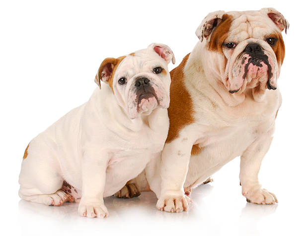 istock dog family 496558491