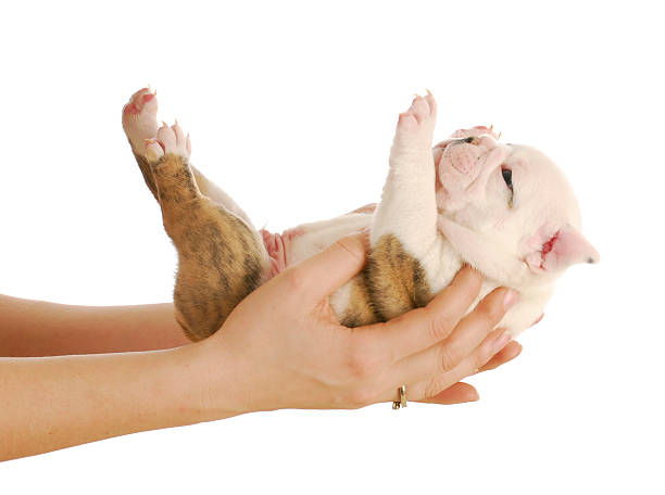 istock bulldog puppy 496558931
