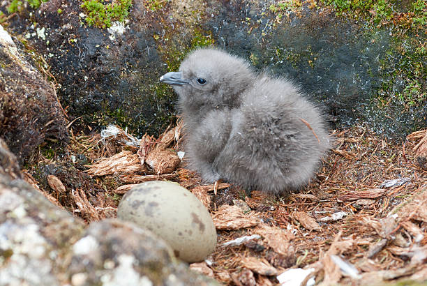 istock Newly hatched chick and egg South Polar Skua. 496559043