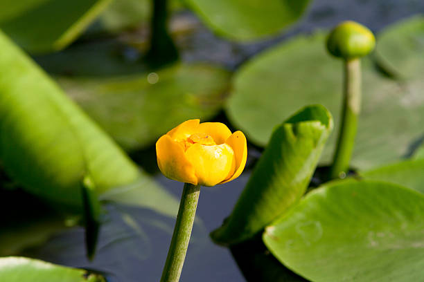 istock Potbelly yellow flower a summer day. 496559047