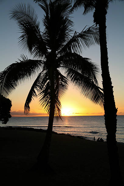 Única árvore de palma ao pôr do sol - foto de acervo