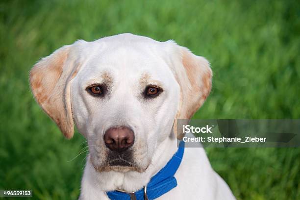 Labrador Retriever Stock Photo - Download Image Now - Animal, Animal Body Part, Animal Eye