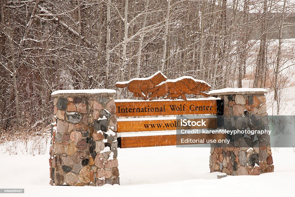 Centro Internacional de Wolf - Foto de stock de Ely - Minnesota royalty-free