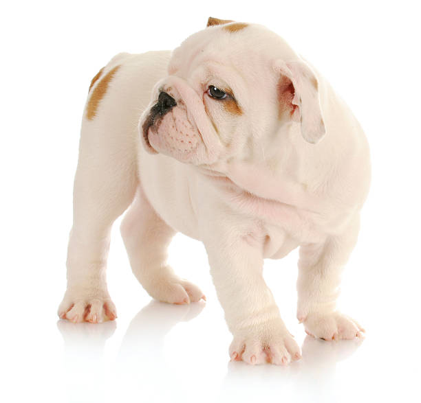 istock bulldog puppy 496560043