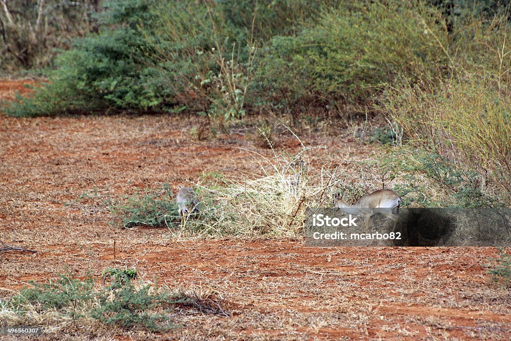 Gacela savannah del parque de Tsavo este - Foto de stock de Aire libre libre de derechos