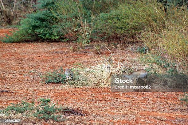 Gazzella Savannah Del Parco Di Tsavo Est - Fotografie stock e altre immagini di Africa - Africa, Albero, Ambientazione esterna