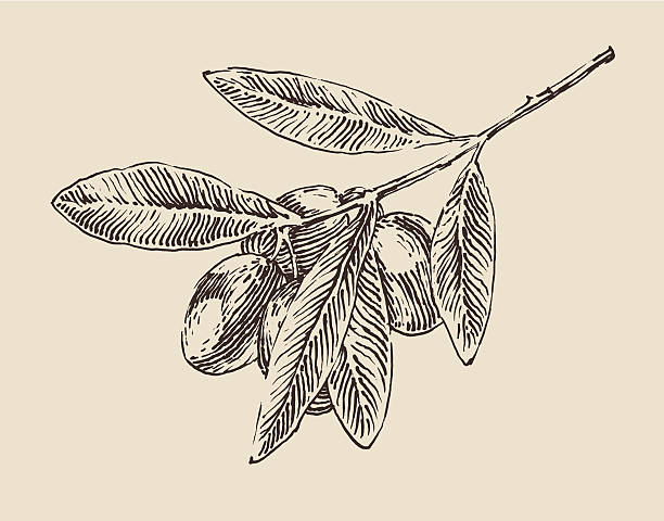 illustrations, cliparts, dessins animés et icônes de olive tree les branches vintage, illustration gravée de style rétro - tree bird flower pattern
