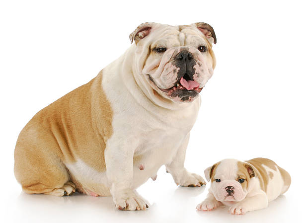 istock mother and puppy 496561535