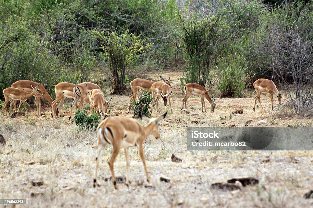 gazelle savannah der Nationalpark Tsavo-Ost - Lizenzfrei Afrika Stock-Foto