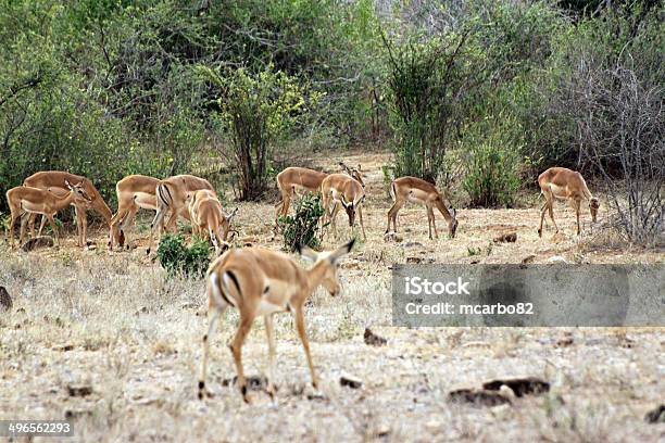 Gazelle Savannah Der Nationalpark Tsavoost Stockfoto und mehr Bilder von Afrika - Afrika, Antilope, Baum