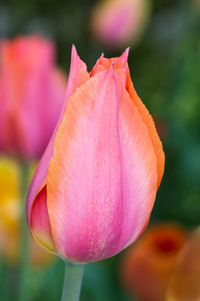 istock Close-up of tulip 496563013