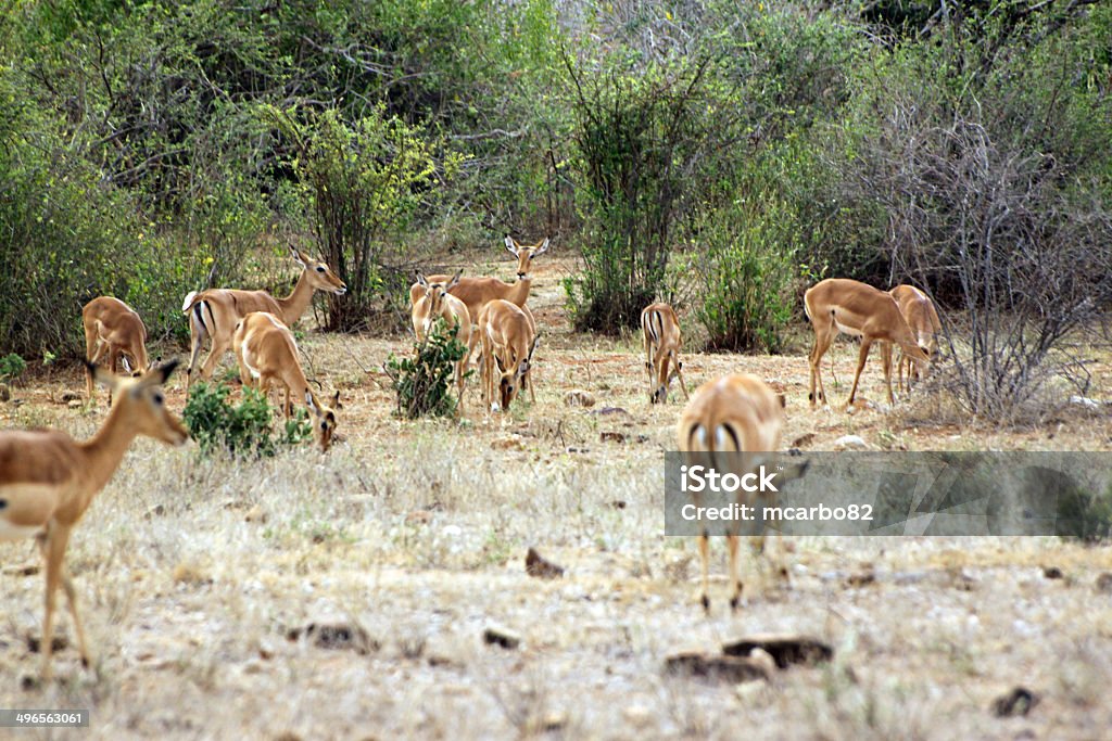 Gazela savannah - Royalty-free Animal Foto de stock