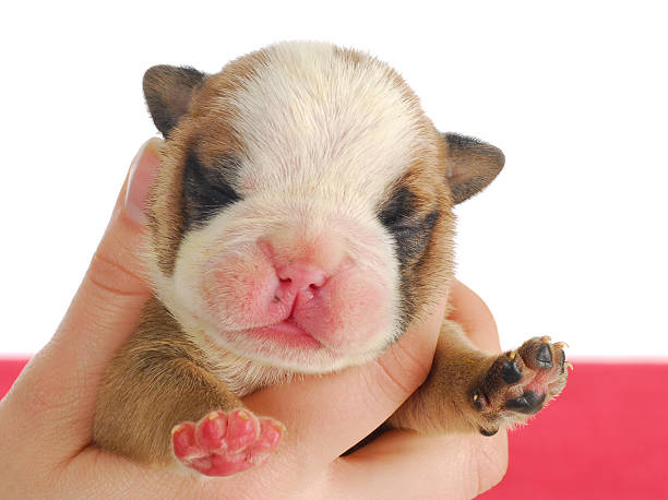 istock newborn puppy 496563163