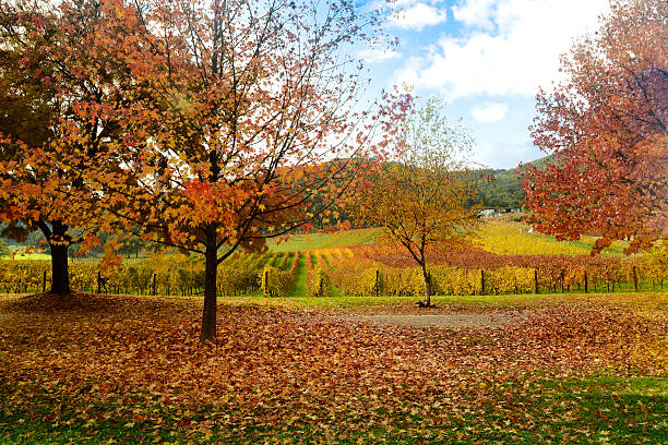 istock Beautiful Golden Autumn landscape 496563247
