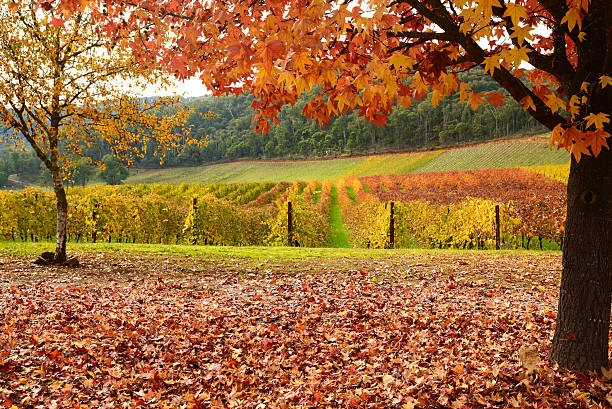 istock Beautiful Golden Autumn landscape 496563253