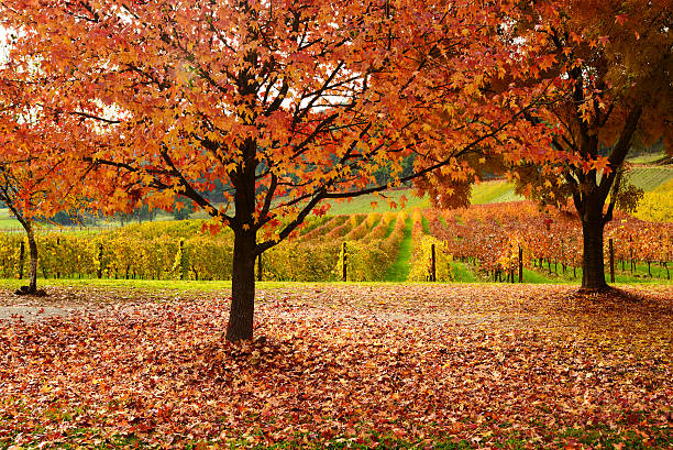 istock Beautiful Golden Autumn landscape 496563255