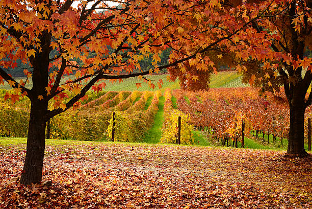 istock Beautiful Golden Autumn landscape 496563259