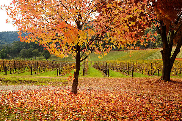 istock Beautiful Golden Autumn landscape 496563261