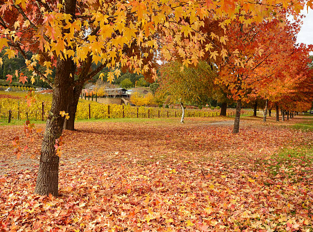 istock Beautiful Golden Autumn landscape 496563263