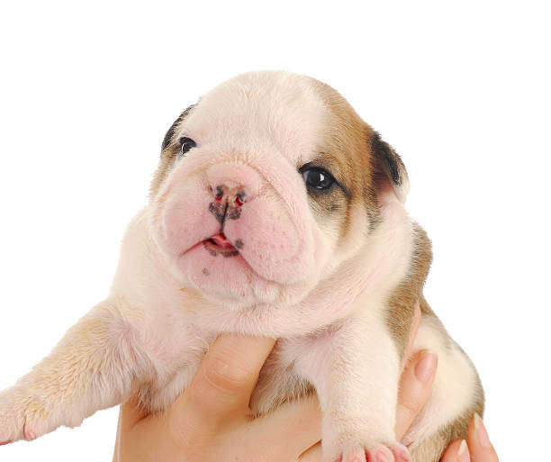 istock bulldog puppy 496563391