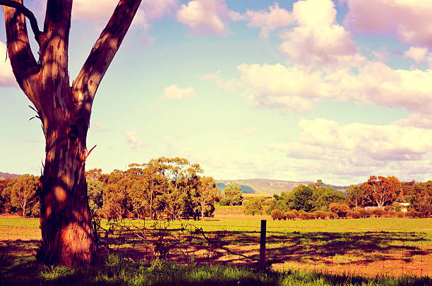 istock Australian country scene with eucalyptus gum tree in forground. 496564001