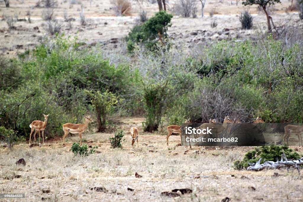 gazelle de savannah du parc de Tsavo Est - Photo de Afrique libre de droits