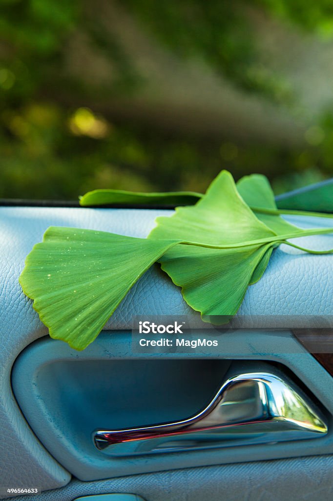 Verde hojas (Ginkgo biloba) - Foto de stock de Ayurveda libre de derechos