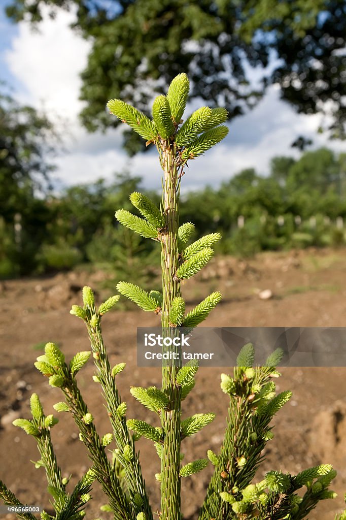 New Growth on Spruce New growth on a spruce tree.  Bush Stock Photo