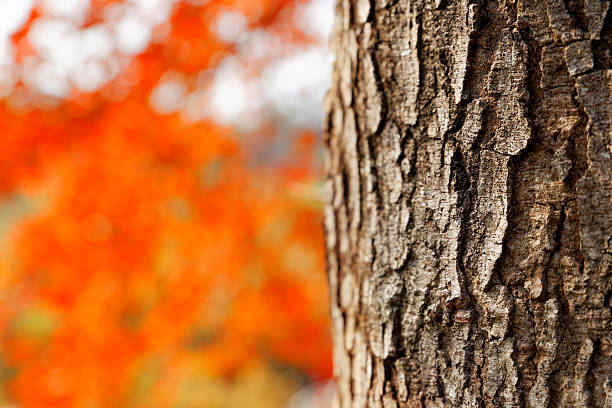 red leaves autumn
