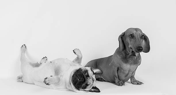 engraçado dachshund e pug - dachshund dog sadness sitting imagens e fotografias de stock